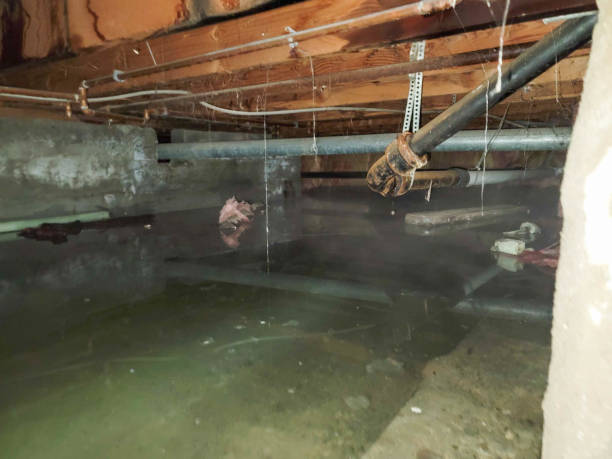 Best Carpet water damage restoration  in Wingate, NC